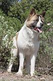 AKITA AMERICAIN 008